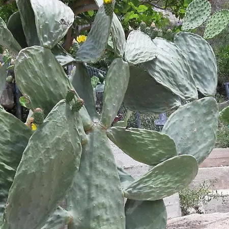 Cuocciu Ri Zuccuru